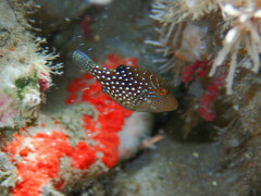 Spider-Eye Puffer photo 2