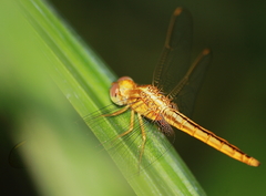 Crocothemis servilia