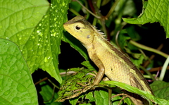 Calotes versicolor
