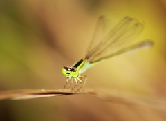 Agriocnemis pygmaea