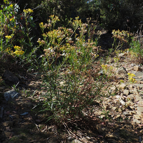 Image of Senecio linearifolius by no rights reserved