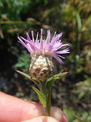 Centaurea × moncktonii
