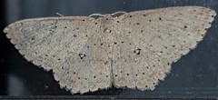 Cyclophora turneri