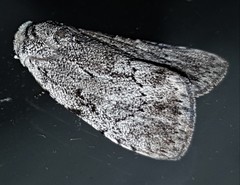 Barasa cymatistis