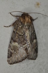 Phosphila turbulenta