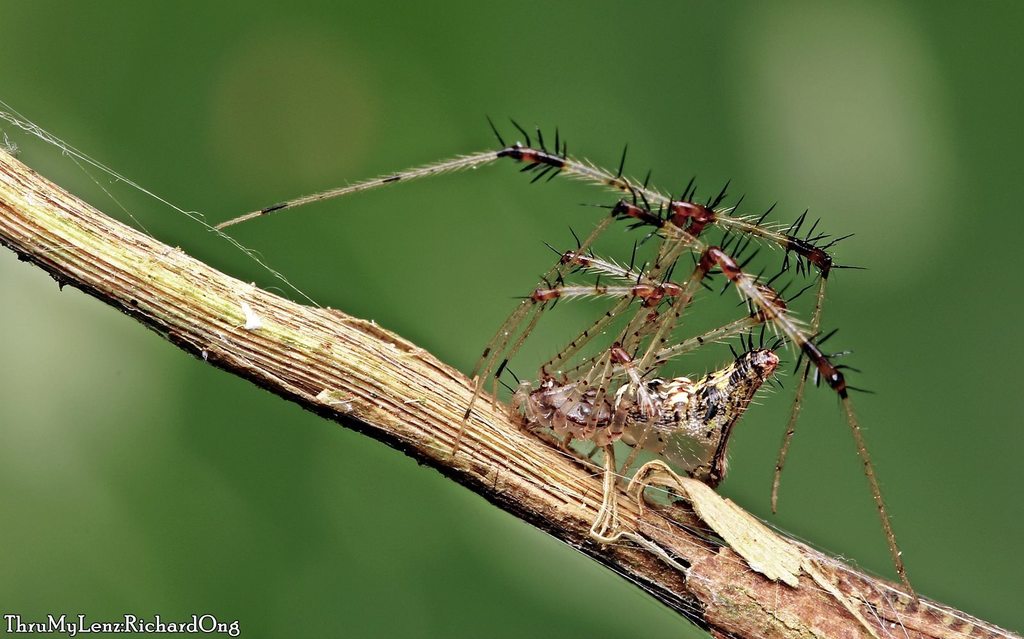 Spiny theridiids