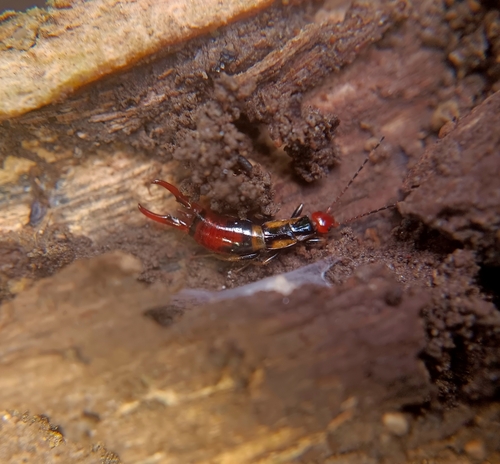 Nesogaster aculeatus observed 2025-02-02