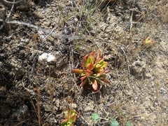 Dudleya farinosa