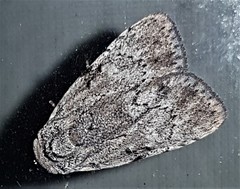 Barasa cymatistis