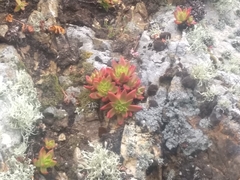 Dudleya farinosa