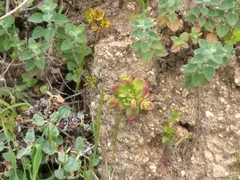 Dudleya farinosa