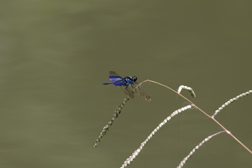 Asian Sapphire Flutterer