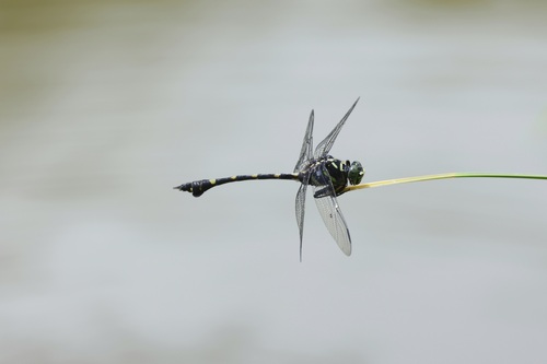 Common Flangetail