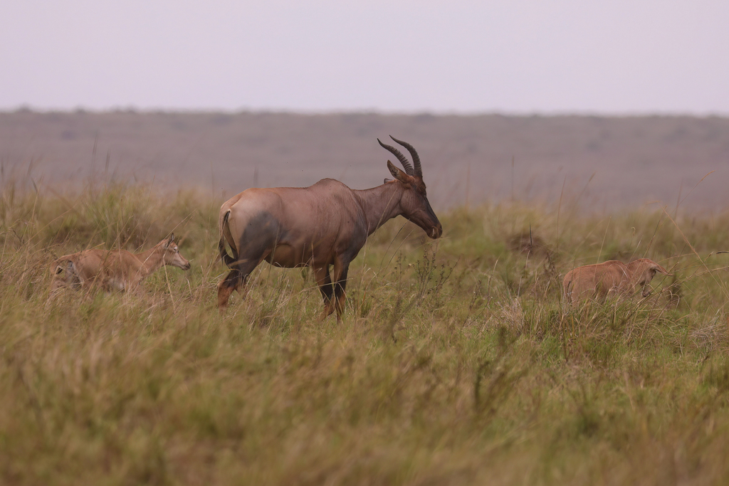 Damaliscus lunatus jimela, Lolgorian, Kenya, by galewski