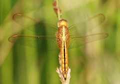 Crocothemis servilia