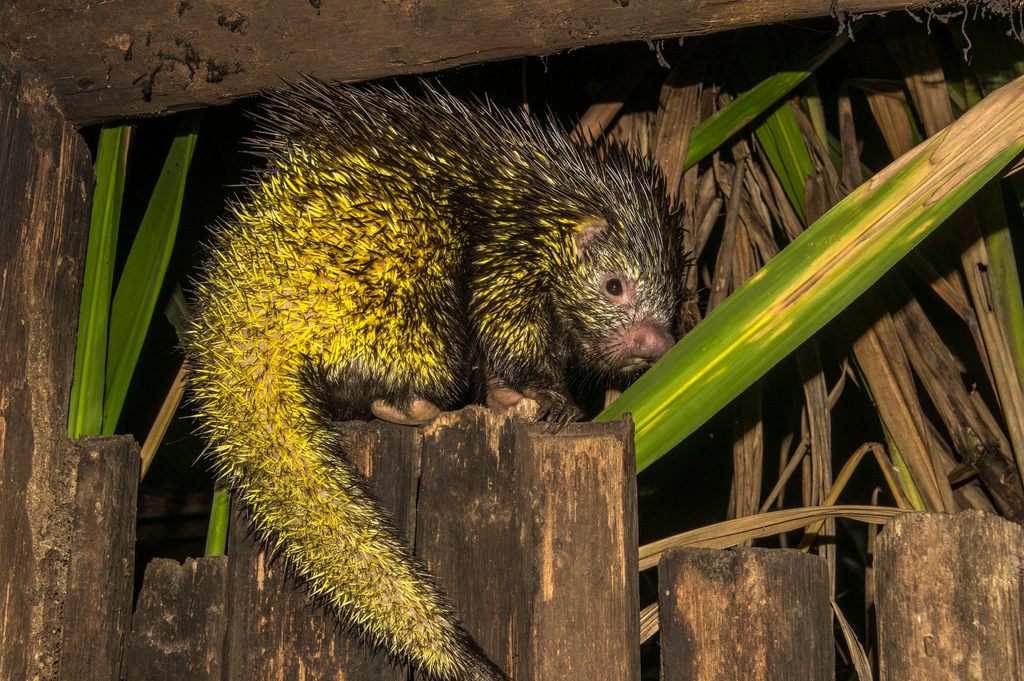 Bicolor-spined Porcupine