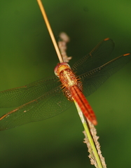 Crocothemis servilia
