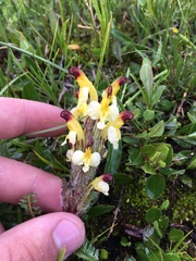 Pedicularis oederi