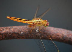Crocothemis servilia