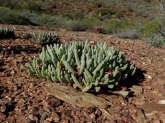 Brianhuntleya intrusa