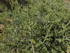 Aspalathus subtingens