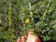 Aspalathus subtingens