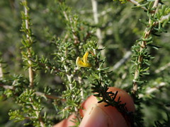 Aspalathus subtingens