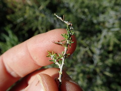 Aspalathus subtingens