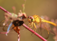 Crocothemis servilia