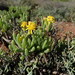 Sweet Ragwort - Photo (c) Gregory Nicolson, some rights reserved (CC BY-NC), uploaded by Gregory Nicolson