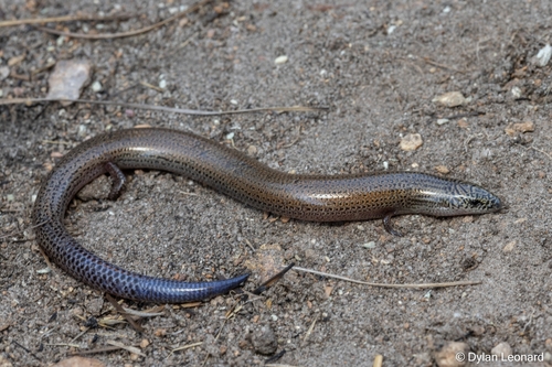 Montane Dwarf Burrowing Skink, Scelotes mirus