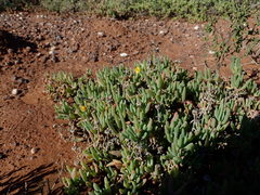 Malephora lutea