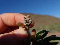 Malephora lutea