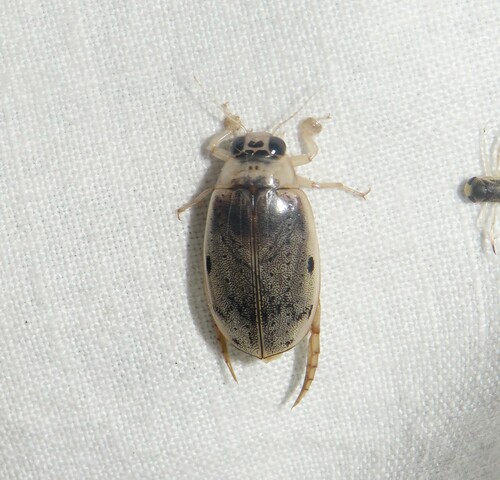 Eretes sticticus