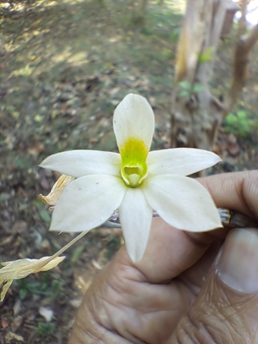 Image of Dendrobium ovatum by (c) Rama Narayanan, some rights reserved (CC BY)