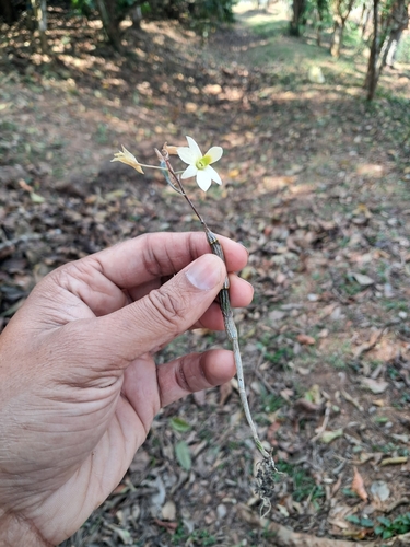 Dendrobium ovatum, photograph 5