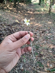 (c) Rama Narayanan, some rights reserved (CC BY) Dendrobium ovatum, photograph (c) Rama Narayanan, some rights reserved (CC BY)
