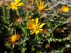 Gorteria integrifolia