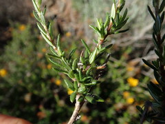 Gorteria integrifolia