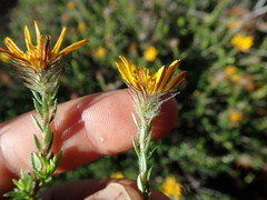 Gorteria integrifolia