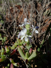 Lapeirousia pyramidalis pyramidalis
