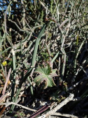 Pelargonium tetragonum