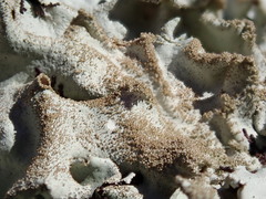 Old Gray Ruffles