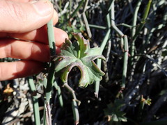Pelargonium tetragonum