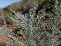 Aspalathus candicans