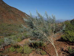 Aspalathus candicans