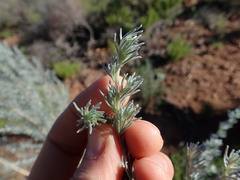 Aspalathus candicans