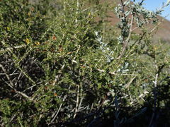 Aspalathus subtingens