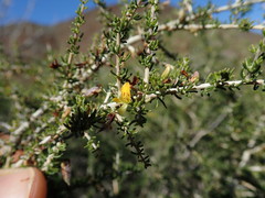 Aspalathus subtingens