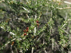 Aspalathus subtingens